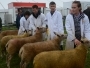 Holsworthy and Stratton Show Sheep