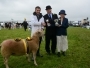 Holsworthy and Stratton Show Sheep