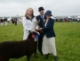 Holsworthy and Stratton Show Sheep