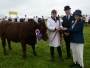 Holsworthy and Stratton Show Cattle 