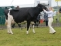 Holsworthy and Stratton Show Cattle 