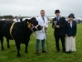 Holsworthy and Stratton Show Cattle 