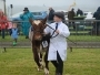 Holsworthy and Stratton Show Cattle 