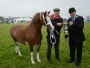 Holsworthy and Stratton Show Equestrian